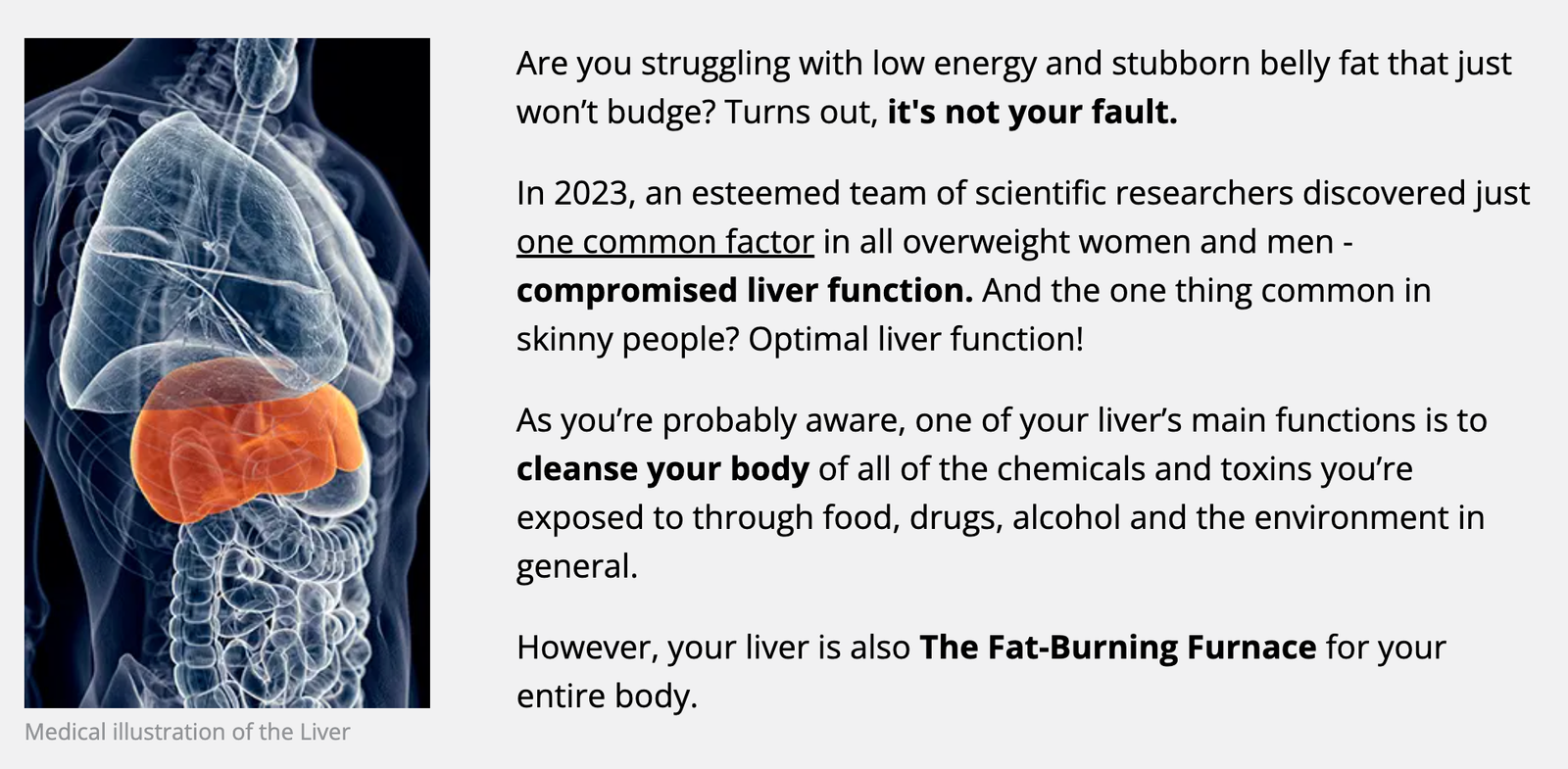 HepatoBurn